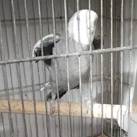 عروس هلندی وایت فیس نر