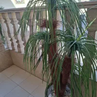 درختچه وگلدان مصنوعی