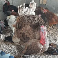 مرغ و خروس محلی|حیوانات مزرعه|شیراز, دوکوهک|دیوار
