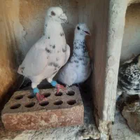 کفتررنگی کبوتر|پرنده|تهران, بهاران|دیوار