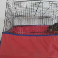 مینا دوعدد|پرنده|بروجرد, |دیوار