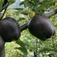 پیشفروش نهال سیب مشکی|خدمات باغبانی و درختکاری|زرین آباد, |دیوار