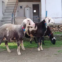 گوسفند داشتی.ابستن.بره دار.توقلی قوچی.