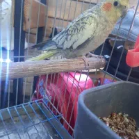 عروس هلندی ماده کار