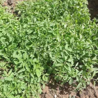 شطل گوجه|خدمات باغبانی و درختکاری|صحنه, |دیوار