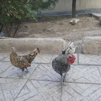 مرغ وخروس سبرایت