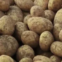 سیب زمینی درجه یک کاملیا