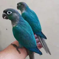 گیرینچیک سرلاکی