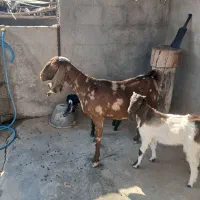 بز افغانی تکاوری دو قلو زا با دو کهره بزرگ|حیوانات مزرعه|سعدآباد, |دیوار