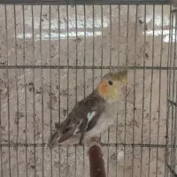 عروس هلندی