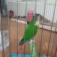 گرینچیک دستی