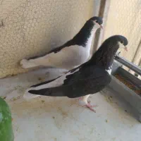 کفتر یا کبوتر چپ سیاه جفتی|پرنده|محمدیه-قزوین, |دیوار