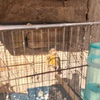 ۳  تا قناری.عروس هلندی  معاوضه|پرنده|شیراز, کوشک میدان|دیوار