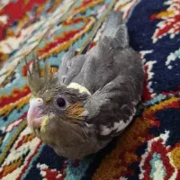 جوجه عروس هلندی