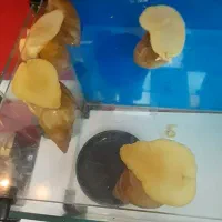 ۷ عدد حلزون اچاتینا بالغ مولد|خزنده|تهران, آذربایجان|دیوار