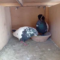 کبوتر سینه سیاه|پرنده|رباط‌کریم, نصیرشهر|دیوار