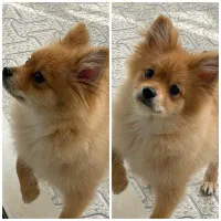 سگ پامر روباهی|سگ|ارومیه, |دیوار