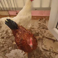 خروس|حیوانات مزرعه|تهران, اسفندیاری|دیوار