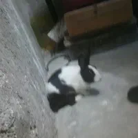 خرگوش|موش و خرگوش|اندیکا, |دیوار