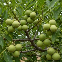 فرصتی کمیاب برای باغ گردو، نهال اصالت‌دار با تضمین|خدمات باغبانی و درختکاری|اصفهان, گلزار|دیوار