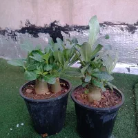 کاکتوس گل آپارتمانی بنسای ادنیوم سطل ۴ تنه دار|گل و گیاه طبیعی|تهران, مسعودیه|دیوار