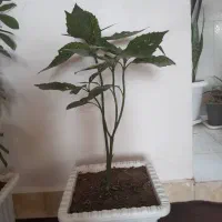 گل و  گیاه اپارتمانی|گل و گیاه طبیعی|اهر, |دیوار