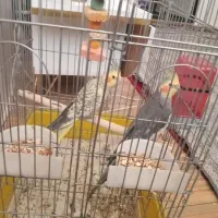 یکه جفت عرس هلندی نرو ماده