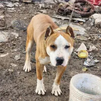 سگ پیتبول و سیره قناری|سگ|بازرگان, |دیوار