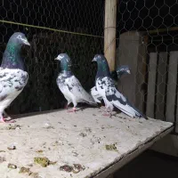 کبوتر تیدی پاکستانی|پرنده|شاهین‌شهر, شهرک سایت|دیوار