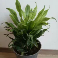 انجیری و پتوس و...|گل و گیاه طبیعی|مراغه, |دیوار