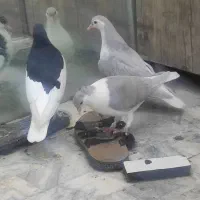 کفترسه تا جوجه ساده