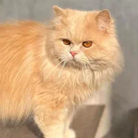 پرشین دال فیس|گربه|ابهر, |دیوار