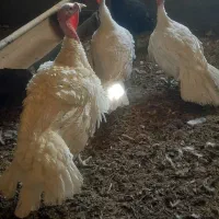 بوقلمون بیوتی|حیوانات مزرعه|اصفهان, تخت فولاد|دیوار