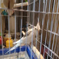 جفت عروس هلندی با قفس و پایه