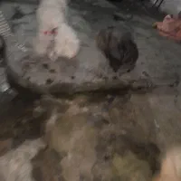 سگ ترییر اصل|سگ|آمل, |دیوار