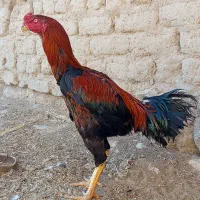 خروس لاری 9ماهه|حیوانات مزرعه|لاجان, |دیوار