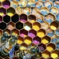 زمبورداری .آموزش .همکاری