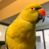 طوطی ملنگو نر دستی