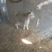 کهره نر|حیوانات مزرعه|مرودشت, ده بید|دیوار