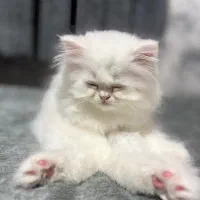 پرشین کت|گربه|رشت, امین الضرب|دیوار