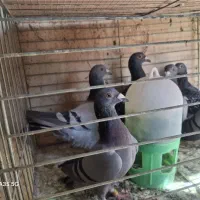 کفتر پلاکی|پرنده|یزد, |دیوار