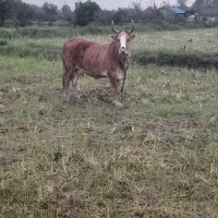 گاو باگوساله پلنگ سیاه چالوسی وشاه گاوچالوس