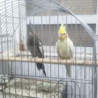 عروس هلندی|پرنده|یزد, |دیوار