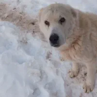 سگ خانگی|سگ|فاروج, |دیوار