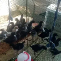 جوجه محلی اصل|حیوانات مزرعه|بندر دیر, |دیوار