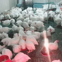 مرغ گوشتی|حیوانات مزرعه|بافت, |دیوار