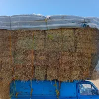 پرس وشالی|لوازم جانبی حیوانات|فیروزه, |دیوار