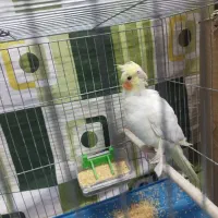 عروس هلندی نر|پرنده|زاهدان, |دیوار