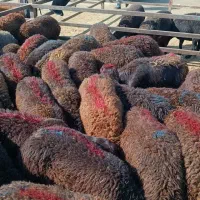 بره گوسفند قزل افشار اصل زنجان|حیوانات مزرعه|شیراز, باغ تخت|دیوار