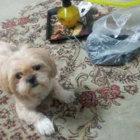 سگ .جفتگیری